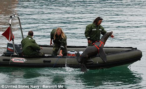 Los leones marinos, unidades especiales de la marina estadounidense1