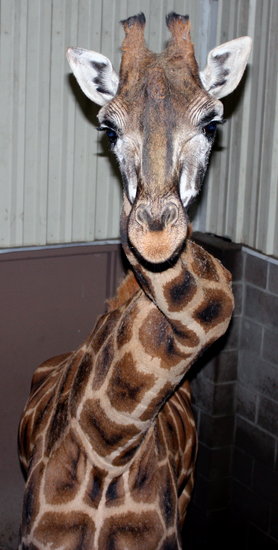 La girafa del cuello torcido1