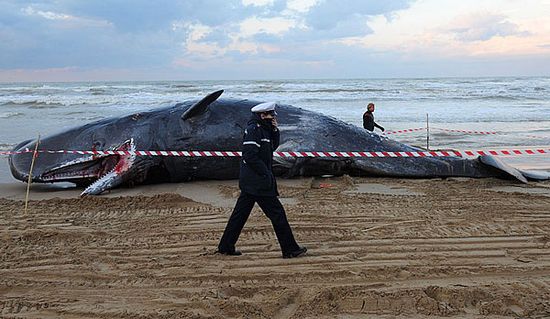 Se abarrancaron los cachalotes y habían al menos cinco muertos1