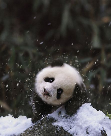 alegre invierno- osos panda 1