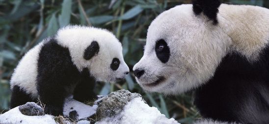 alegre invierno- osos panda 2