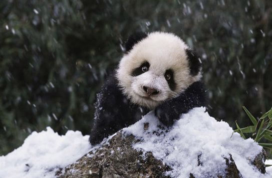 alegre invierno- osos panda 3