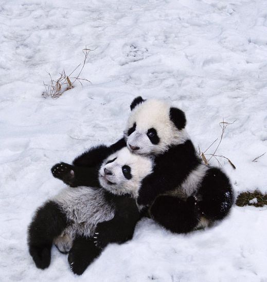 alegre invierno- osos panda 4