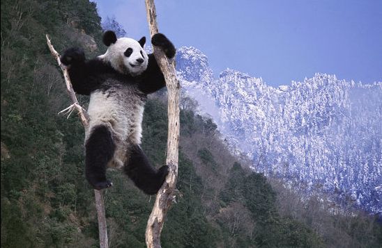alegre invierno- osos panda 5