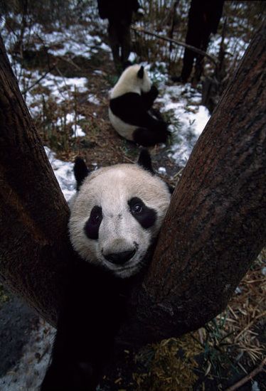 alegre invierno- osos panda 7