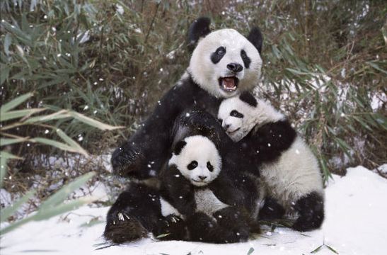 alegre invierno- osos panda 9
