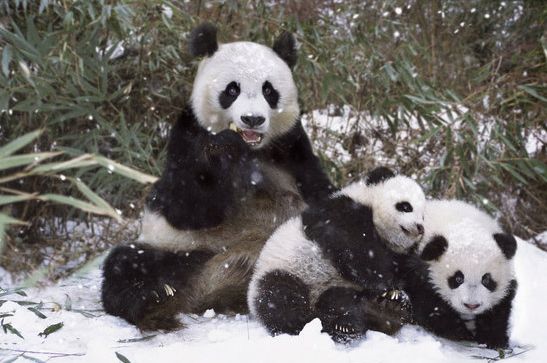 alegre invierno- osos panda 8