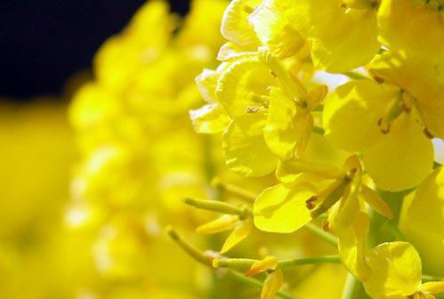 Los 7 mejores lugares para disfrutar de las flores de colza en China 2