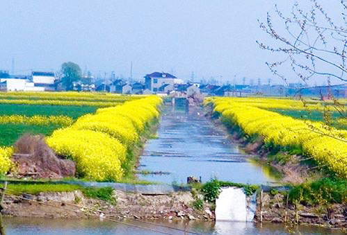 Los 7 mejores lugares para disfrutar de las flores de colza en China 4