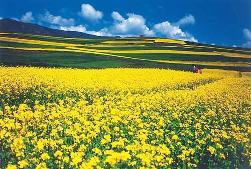 Los 7 mejores lugares para disfrutar de las flores de colza en China 7