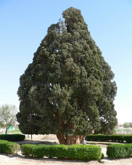 Los árboles más antiguos del mundo 3