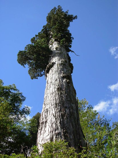 Los árboles más antiguos del mundo 5