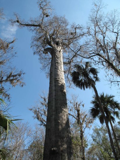 Los árboles más antiguos del mundo 6