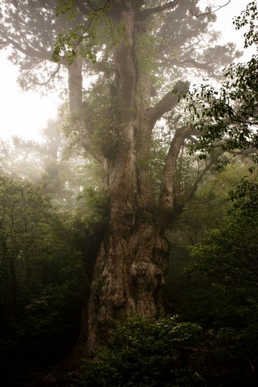 Los árboles más antiguos del mundo 7