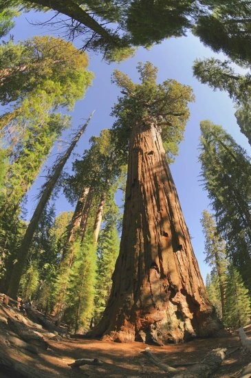 Los árboles más antiguos del mundo 8
