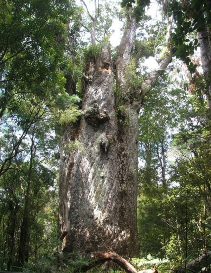 Los árboles más antiguos del mundo 9