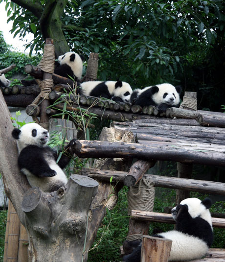 Pandas-Chengdú 6