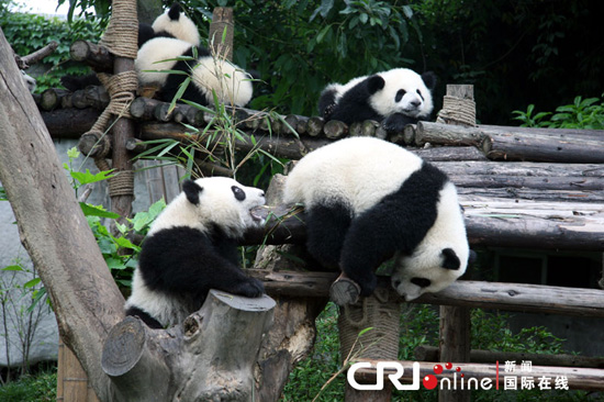 Pandas-Chengdú 7