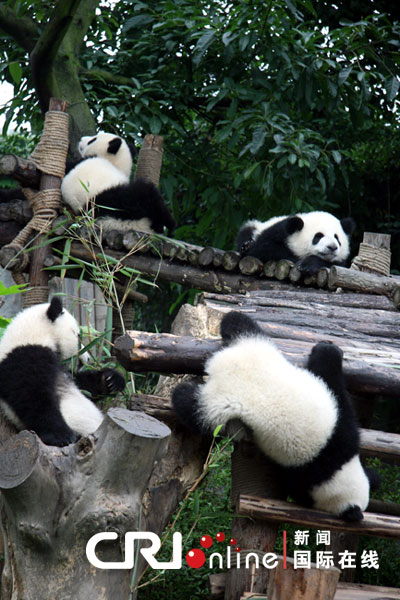 Pandas-Chengdú 5