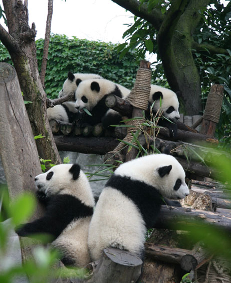 Pandas-Chengdú 4