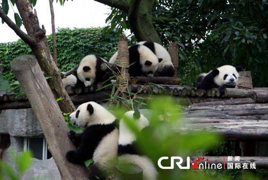 Pandas-Chengdú 3