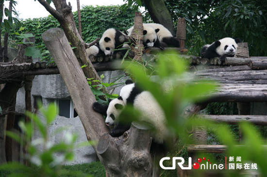 Pandas-Chengdú 2