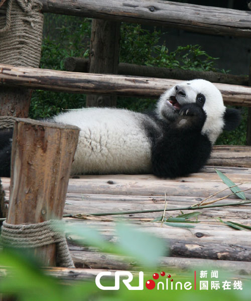 Pandas-Chengdú 1