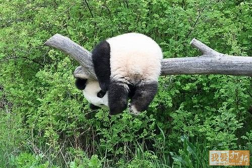 Pandas-Chengdú 57