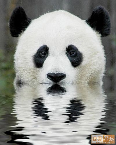 Pandas-Chengdú 55