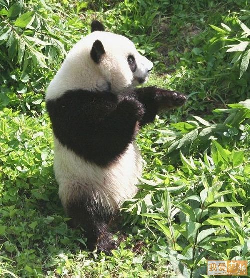 Pandas-Chengdú 54