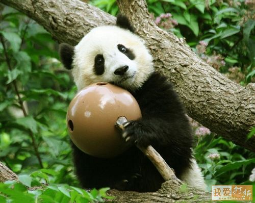 Pandas-Chengdú 53