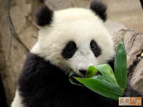 Pandas-Chengdú 52