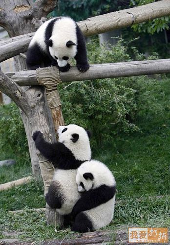 Pandas-Chengdú 51