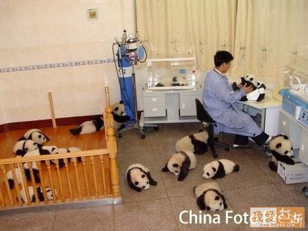 Pandas-Chengdú 50