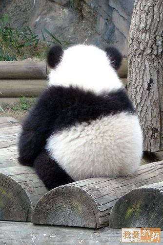 Pandas-Chengdú 49