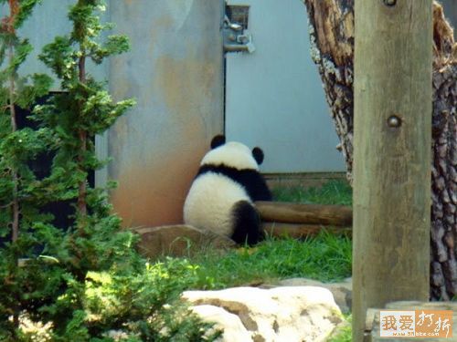 Pandas-Chengdú 37