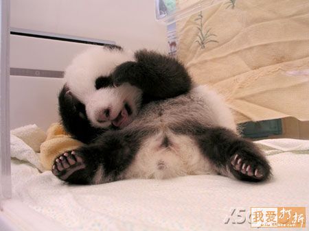 Pandas-Chengdú 35