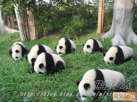 Pandas-Chengdú 32