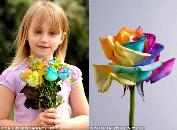 Cultivan la nueva “rosa Arco Iris”2