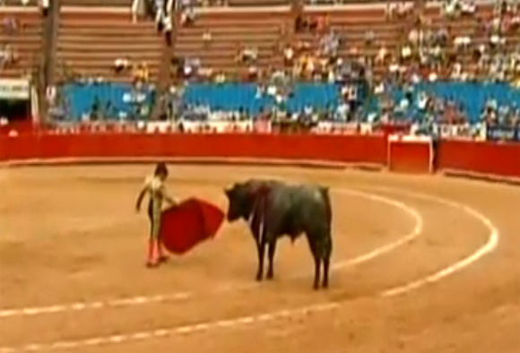 Niño torero de 12 años fue atacado por un toro de más de 386 kilos 3