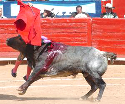 Niño torero de 12 años fue atacado por un toro de más de 386 kilos 7