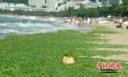 Algas verdes invade la playa de Sanya 3