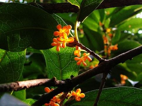 Flores-osmanto-Hangzhou-Manjuelong 2