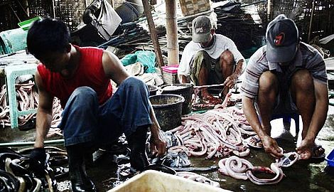 hamburguesa de serpiente de cobra,hamburguesa ,la carne de serpiente ,la carne vacuna,restaurante de Yakarta