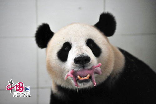 Wolong da la bienvenida a la primera cría de panda de 2010 1