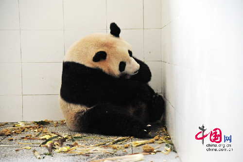 Wolong da la bienvenida a la primera cría de panda de 2010 2