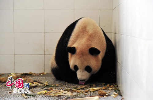 Wolong da la bienvenida a la primera cría de panda de 2010 3