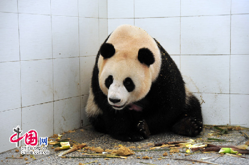 Wolong da la bienvenida a la primera cría de panda de 2010 4