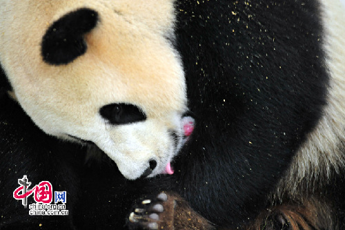 Wolong da la bienvenida a la primera cría de panda de 2010 5