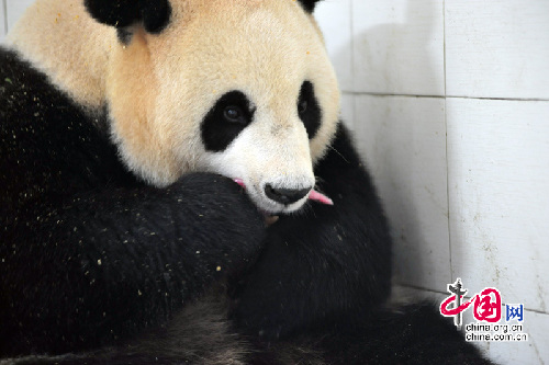 Wolong da la bienvenida a la primera cría de panda de 2010 7